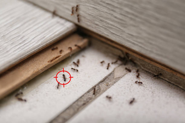 Best Wasp Removal Services  in South Pottstown, PA